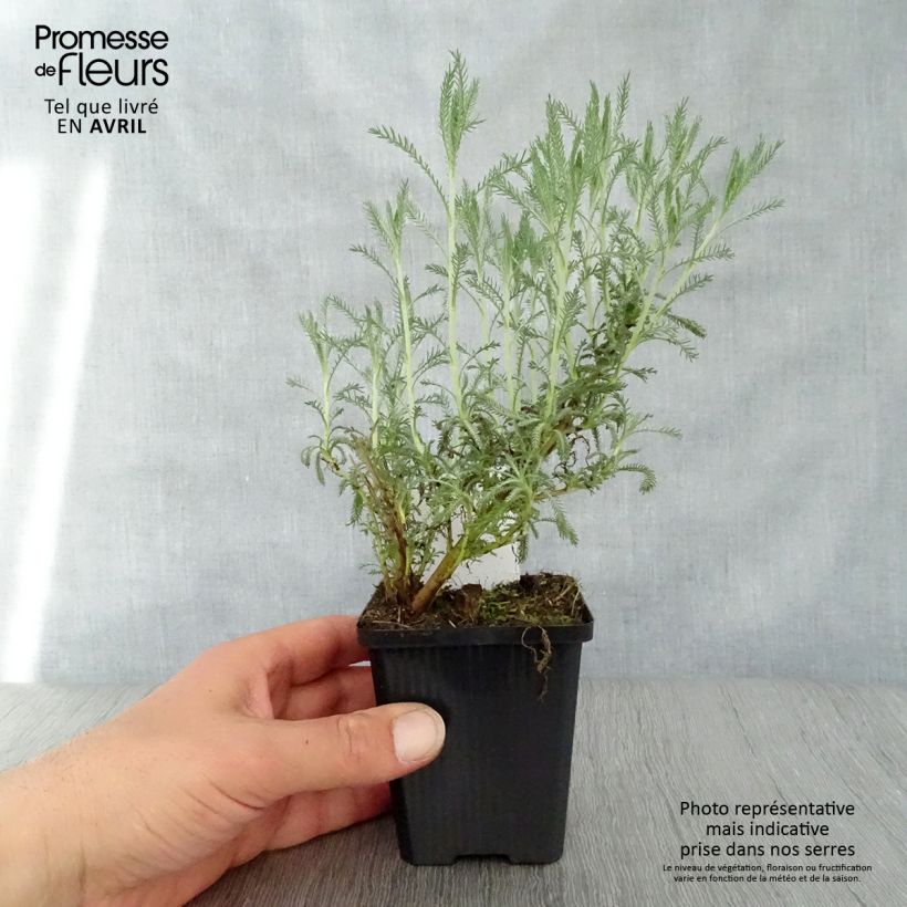 Example of Santoline Edward Bowles - Santolina pinnata subsp neapolitana Godet de 8/9 cm as you get in printemps