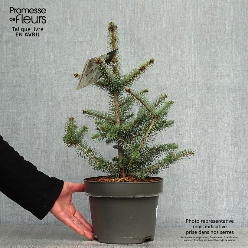 Example of Sapin bleu - Picea pungens Blue Diamond Pot de 4L/5L as you get in printemps
