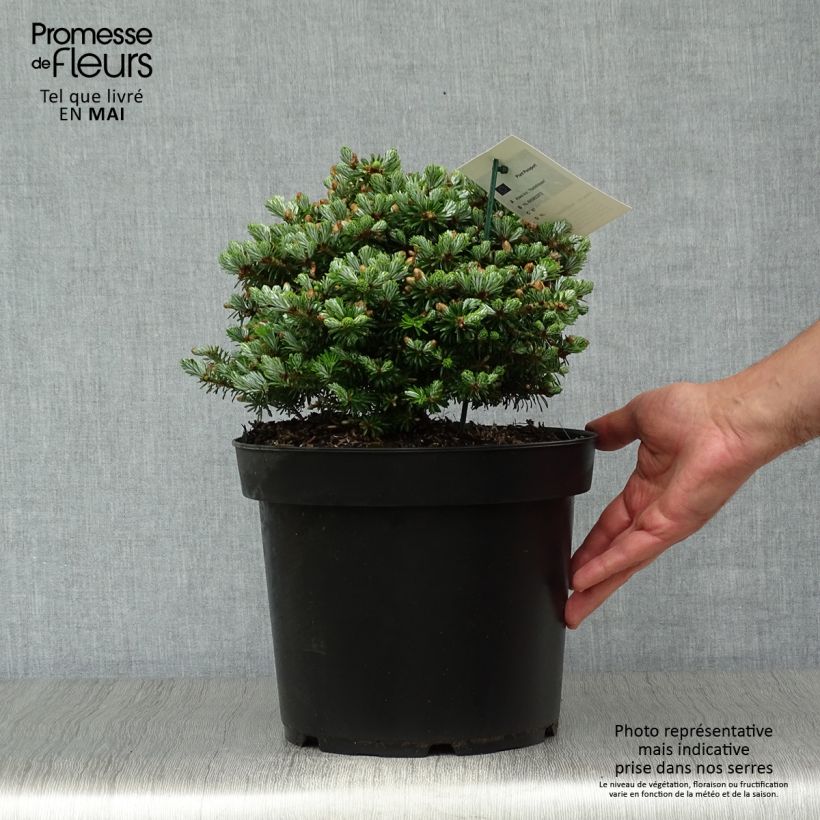 Example of Sapin de Corée - Abies koreana Nadelkissen Pot de 7,5L/10L as you get in printemps