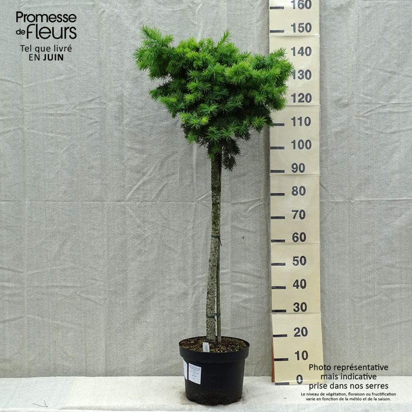 Example of Sapin de Douglas - Pseudotsuga menziesii Fletcheri Pot de 7,5L/10L, Tige, Tige de 80 cm as you get in printemps