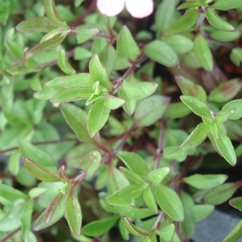 Saponaria ocymoides - Saponaire de Montpellier (Foliage)