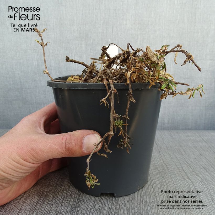 Example of Saponaria ocymoides - Saponaire de Montpellier Pot de 2L/3L as you get in hiver