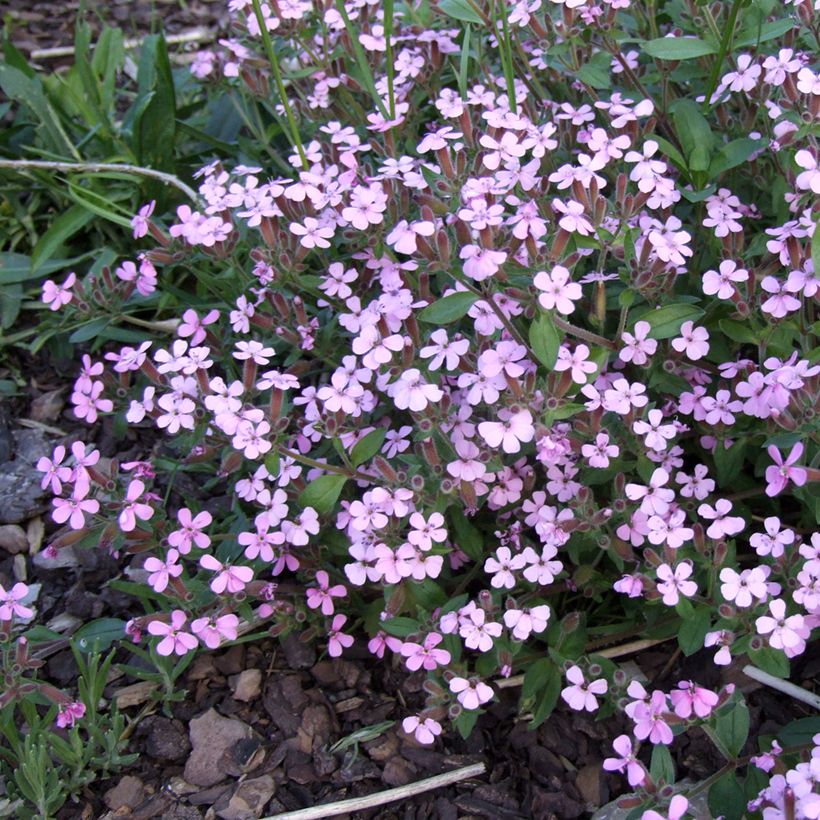 Saponaria ocymoides - Saponaire de Montpellier (Flowering)