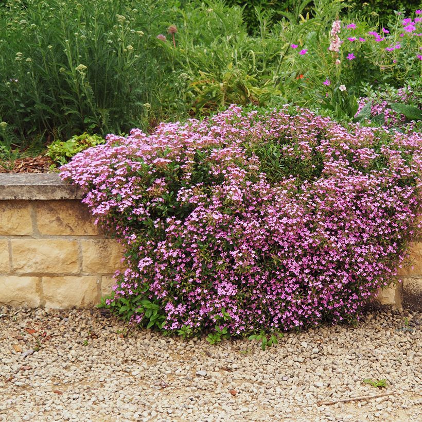 Saponaria ocymoides - Saponaire de Montpellier (Plant habit)