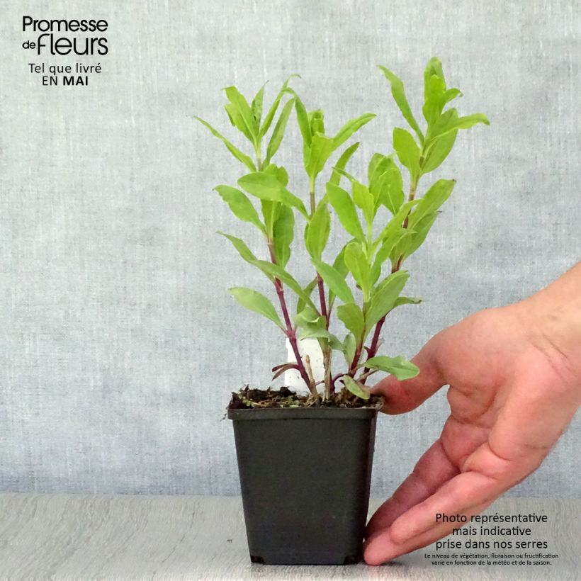 Example of Saponaria officinalis Alba Plena - Saponaire officinale Godet de 8/9 cm as you get in printemps