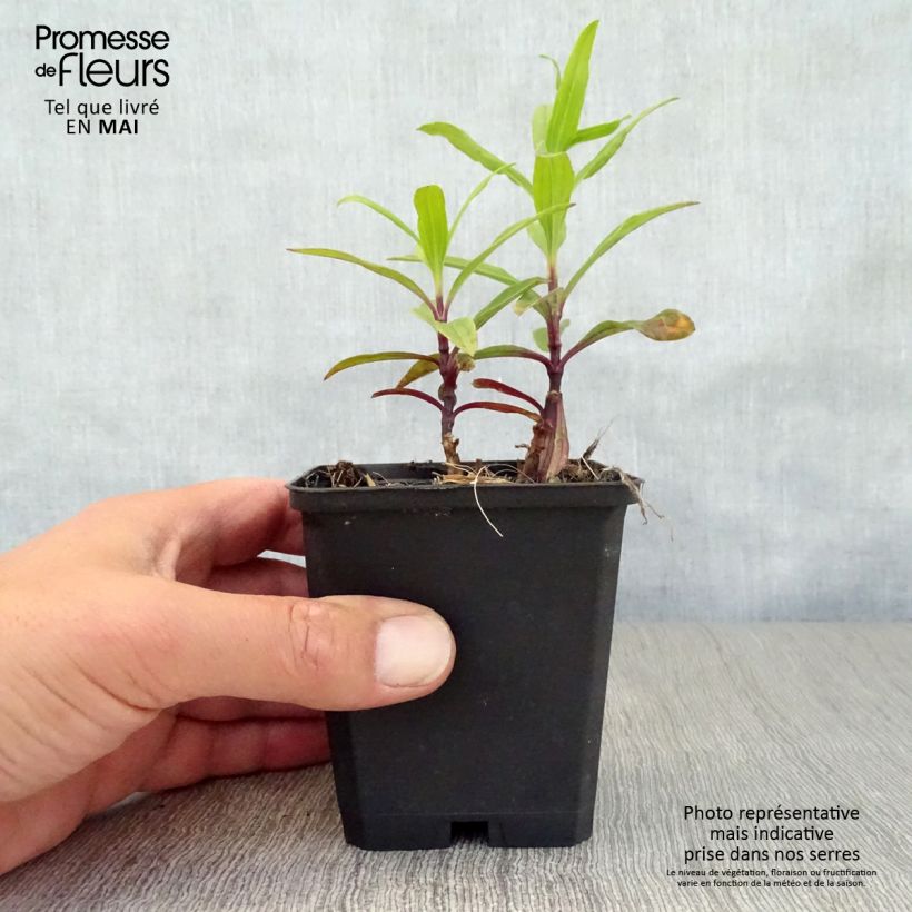 Spécimen de Saponaria officinalis Rosea Plena - Saponaire officinale semi-double rose clair Godet de 8/9 cm tel que livré au printemps