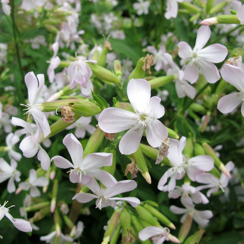 Saponaria officinalis - Saponaire officinale (Flowering)