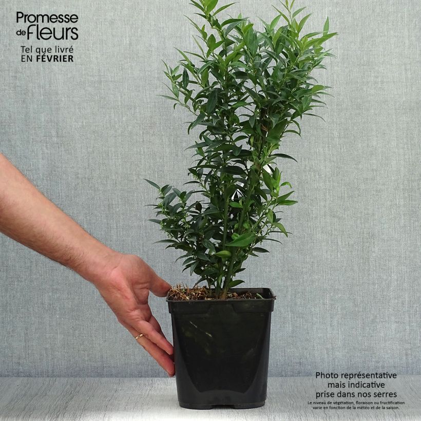 Spécimen de Sarcococca Dragon's gate Pot de 3L/4L tel que livré en automne