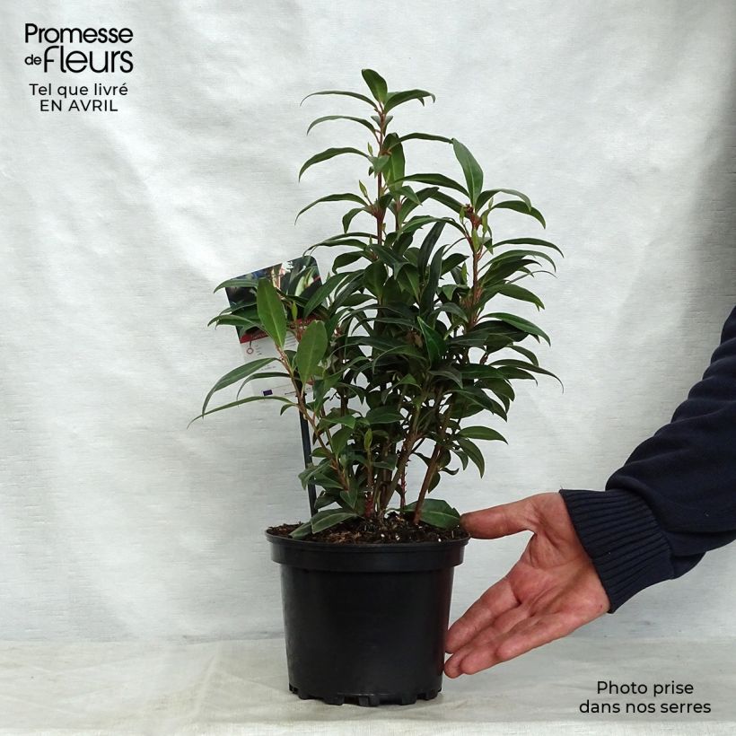 Example of Sarcococca Winter Gem Pot de 2L/3L as you get in printemps