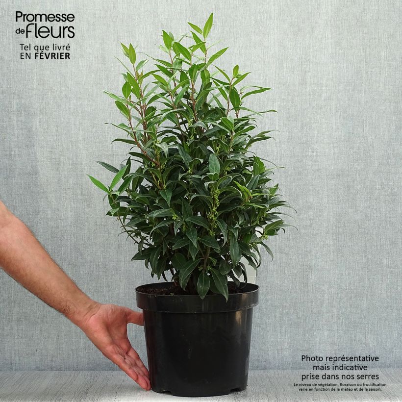 Spécimen de Sarcococca Winter Gem Pot de 6L/7L tel que livré en automne