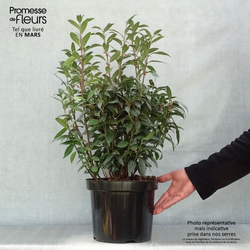 Example of Sarcococca Winter Gem Pot de 7,5L/10L as you get in printemps