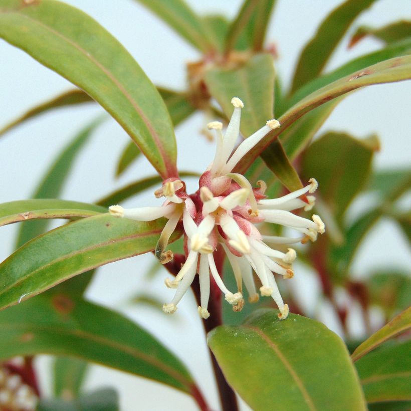 Sarcococca hookeriana Digyna (Flowering)