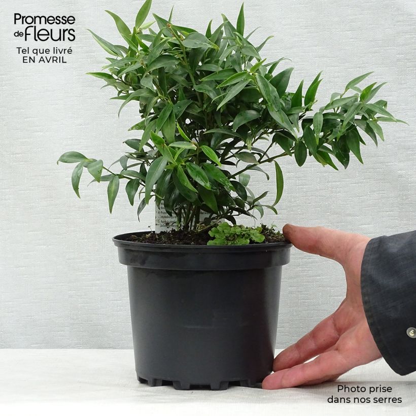 Example of Sarcococca hookeriana Digyna Pot de 2L/3L as you get in printemps