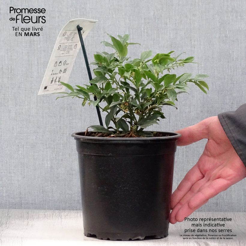 Example of Sarcococca hookeriana Pot de 2L/3L as you get in printemps
