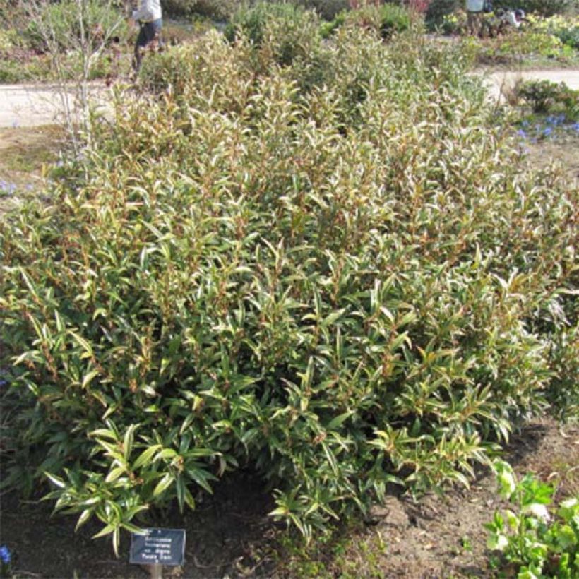 Sarcococca hookeriana Purple Stem (Plant habit)