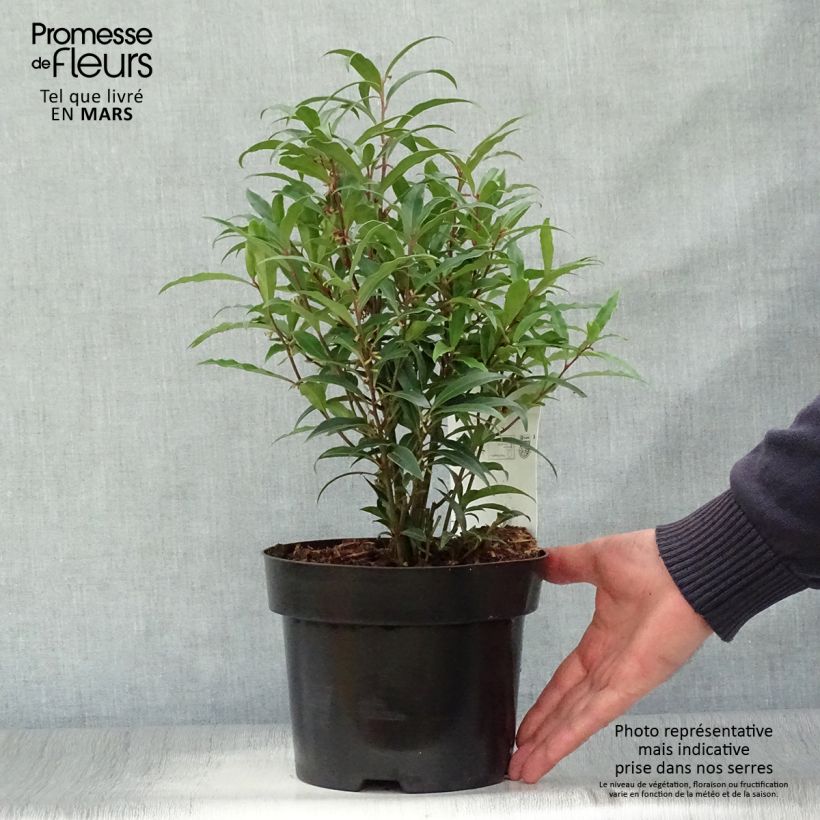 Example of Sarcococca hookeriana Purple Stem Pot de 2L/3L as you get in printemps