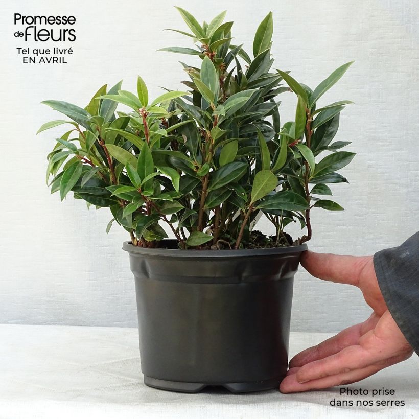 Example of Sarcococca hookeriana humilis Pot de 2L/3L as you get in printemps