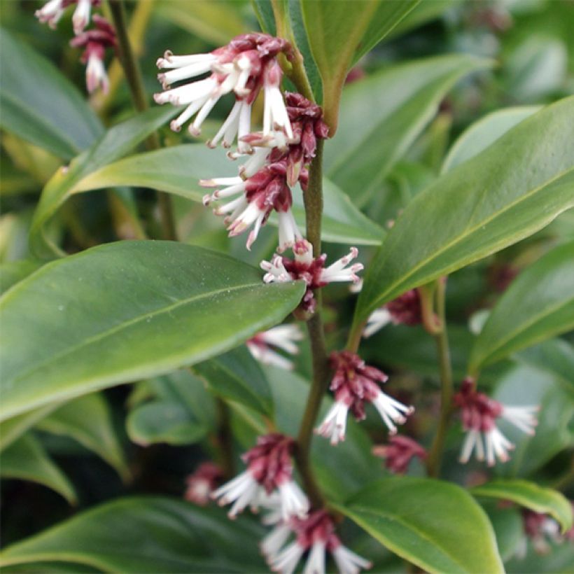 Sarcococca orientalis - Sarcocoque d'Orient (Foliage)