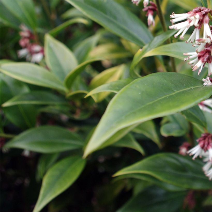 Sarcococca orientalis - Sarcocoque d'Orient (Flowering)