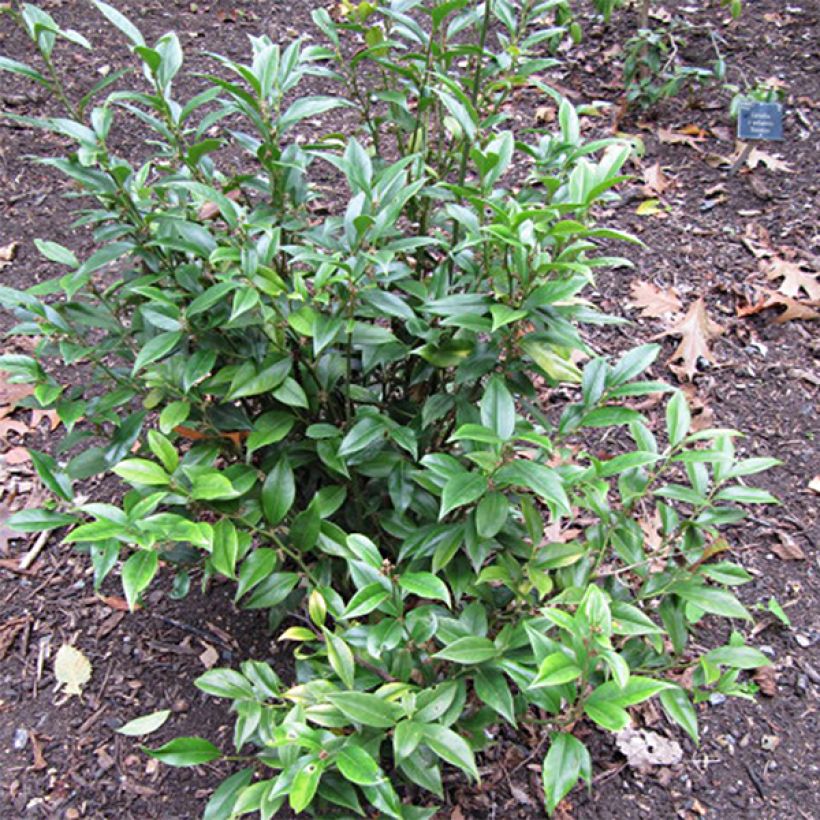 Sarcococca orientalis - Sarcocoque d'Orient (Plant habit)
