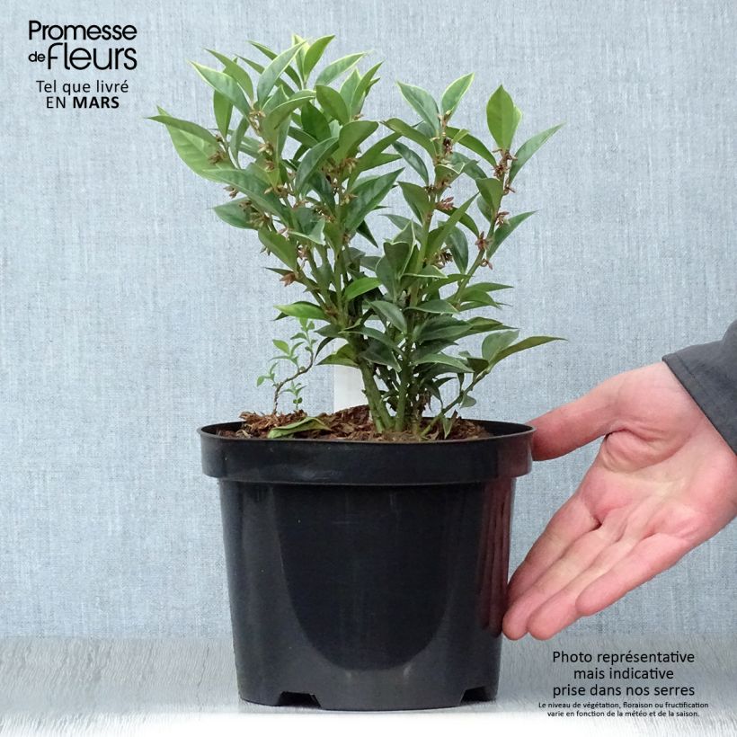 Example of Sarcococca orientalis - Sarcocoque d'Orient Pot de 2L/3L as you get in printemps
