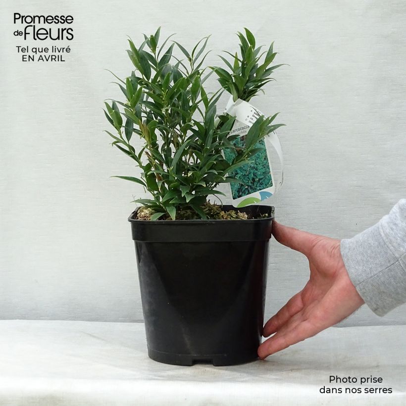 Example of Sarcococca Dragon's gate Pot de 3L/4L as you get in printemps