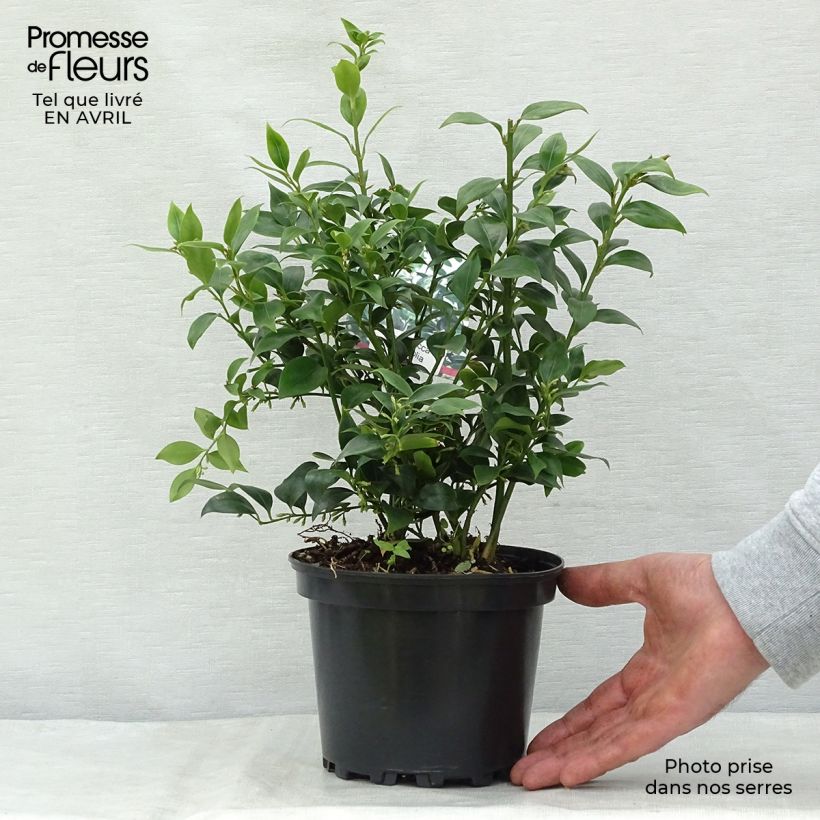 Example of Sarcococca ruscifolia - Sarcocoque à feuilles de Ruscus Pot de 2L/3L as you get in printemps
