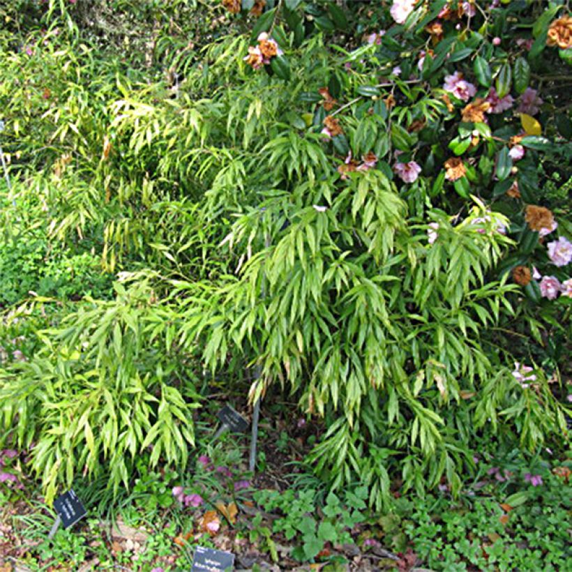 Sarcococca saligna - Sarcocoque à feuilles de saule (Foliage)