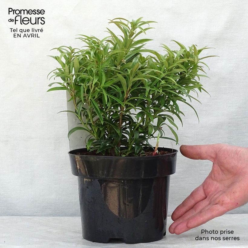 Example of Sarcococca saligna - Sarcocoque à feuilles de saule Pot de 2L/3L as you get in printemps