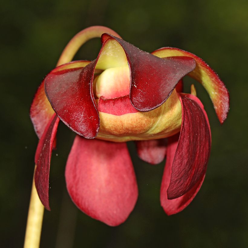 Sarracenia purpurea venosa - Sarracénie pourpre, plante carnivore (Floraison)