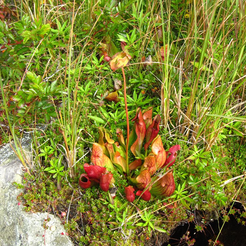 Sarracenia purpurea venosa - Sarracénie pourpre, plante carnivore (Port)