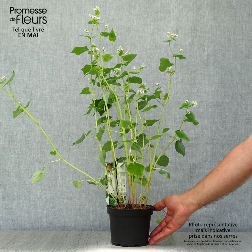Example of Sarrasin commun - Fagopyrum esculentum Pot de 1,5L/2L as you get in printemps