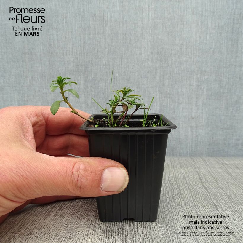 Example of Sarriette citron BIO - Satureja montana citriodora Godet de 8/9 cm as you get in printemps