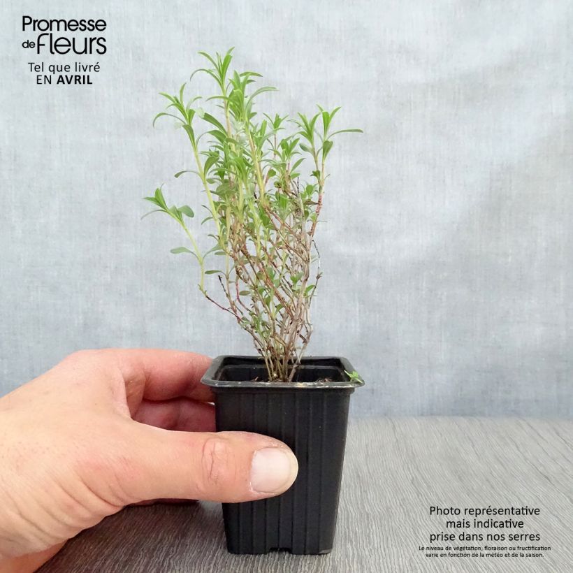 Example of Sarriette vivace - Satureja montana Godet de 7/8 cm as you get in printemps
