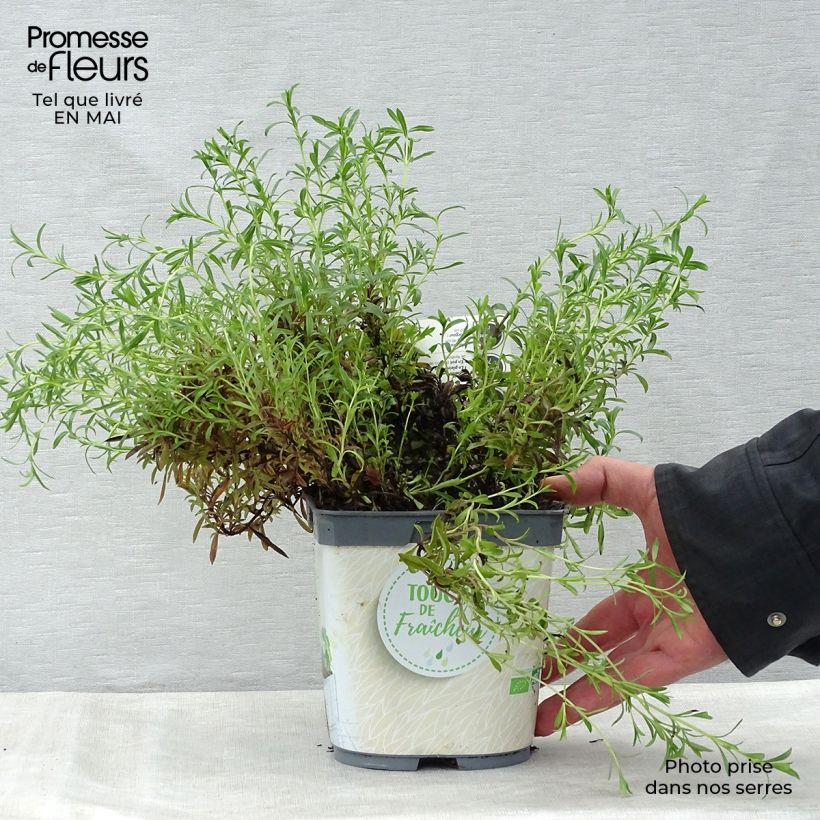 Example of Sarriette vivace en plant BIO Pot de 1L/1,5L as you get in printemps