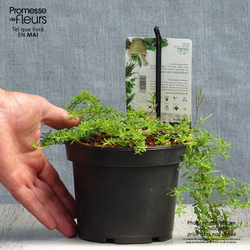 Example of Sarriette vivace rampante - Satureja spicigera Pot de 1,5L/2L as you get in printemps