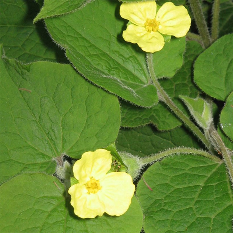 Saruma henryi (Floraison)