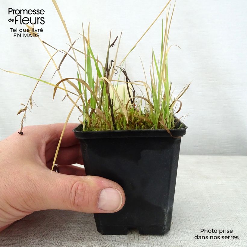 Spécimen de Saruma henryi Godet de 8/9 cm tel que livré au printemps