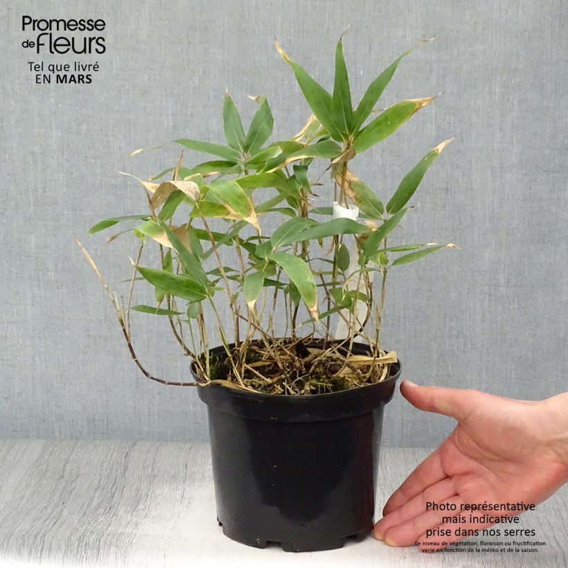 Example of Sasa kurilensis - Bambou nain Pot de 2L/3L as you get in printemps