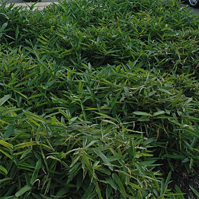 Sasa tsuboiana - Bambou nain (Foliage)