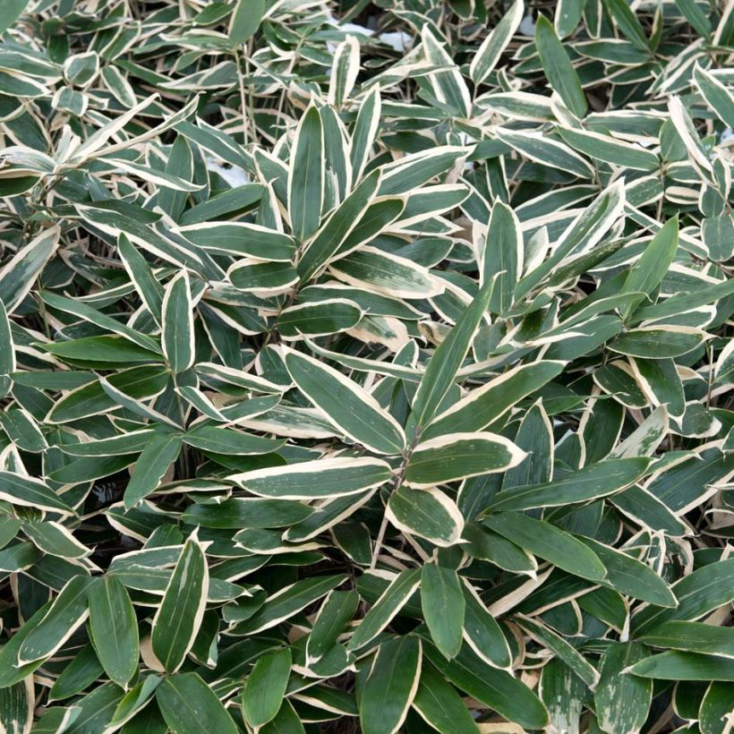 Sasa veitchii - Bambou nain (Foliage)