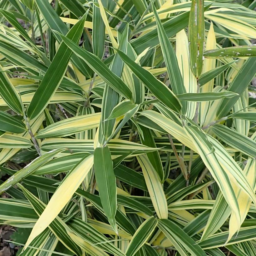 Sasaella masamuneana Albostriata - Bambou nain (Foliage)