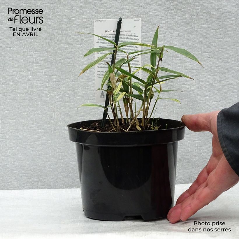 Example of Sasaella masamuneana Albostriata - Bambou nain Pot de 2L/3L as you get in printemps