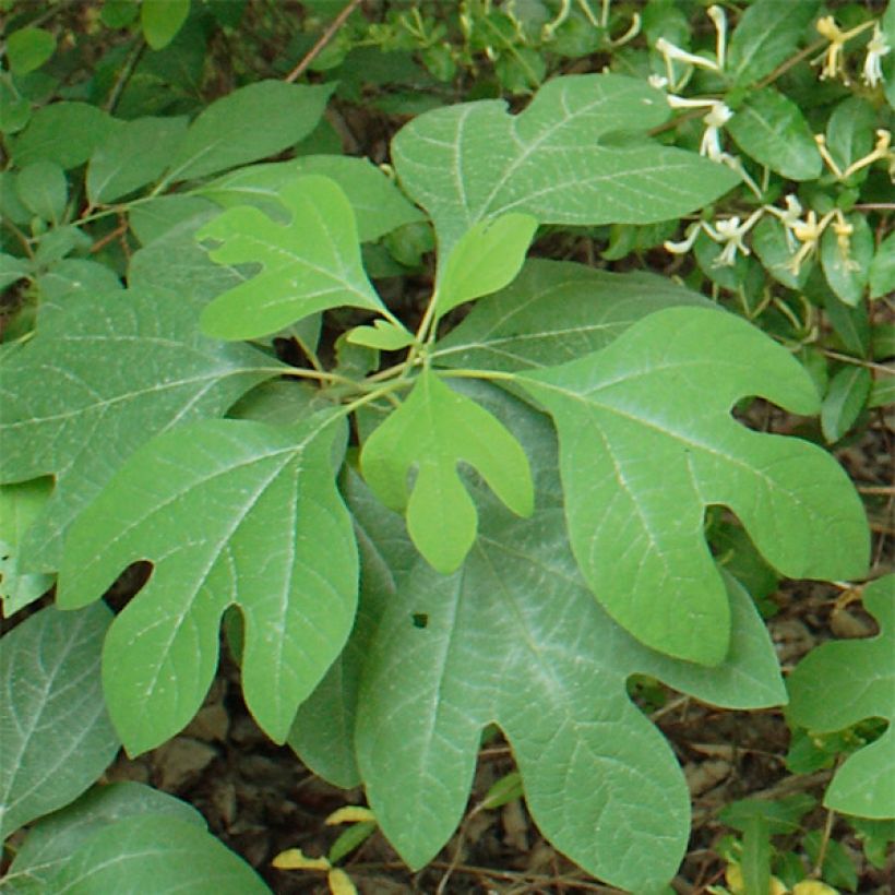 Sassafras albidum - Laurier des Iroquois (Foliage)