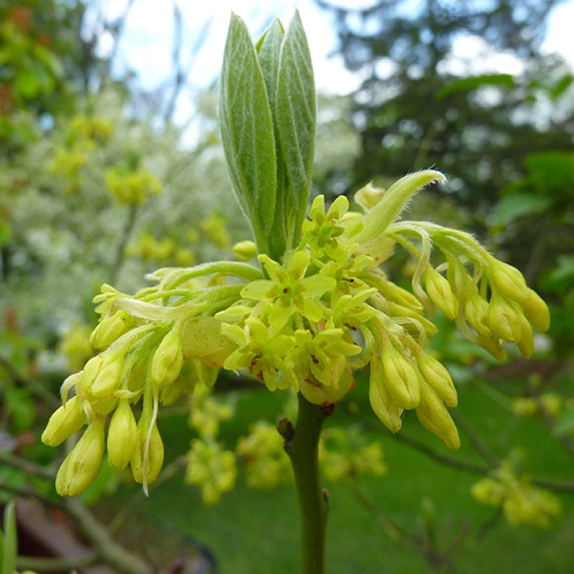 Sassafras albidum - Laurier des Iroquois (Flowering)