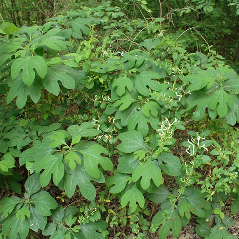 Sassafras albidum - Laurier des Iroquois (Plant habit)