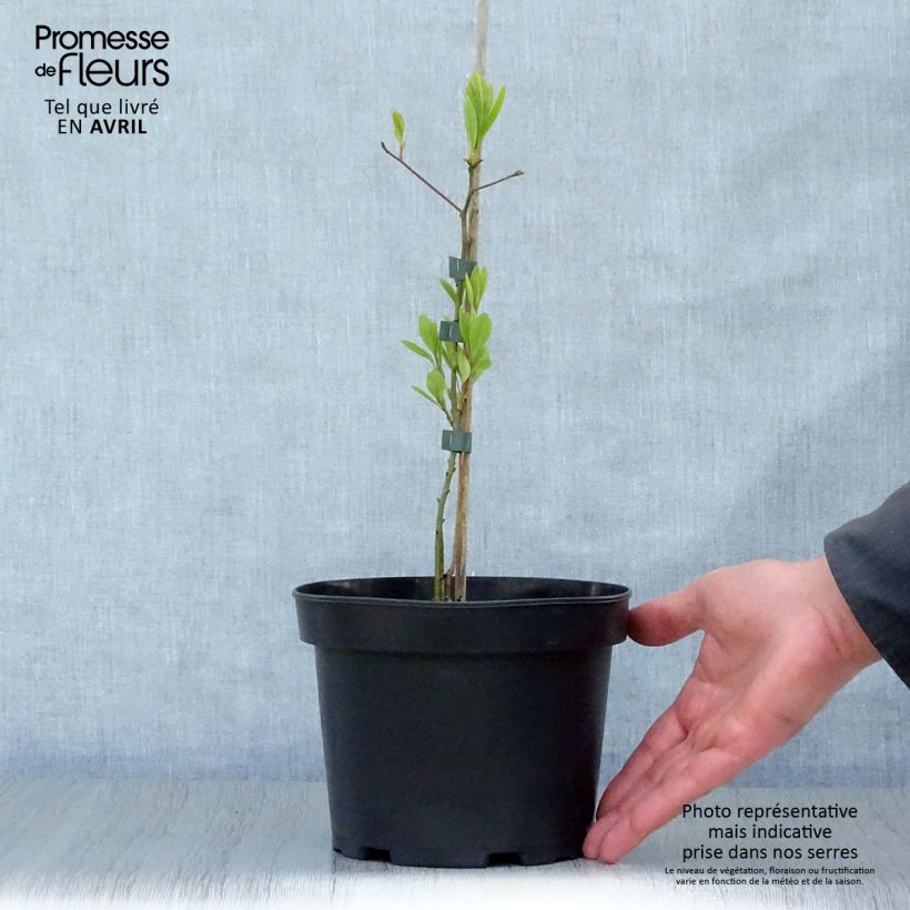 Example of Sassafras albidum - Laurier des Iroquois Pot de 3L/4L as you get in printemps