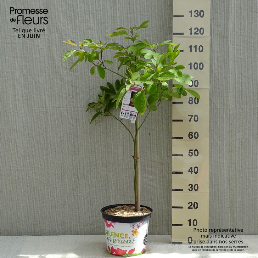 Example of Sassafras albidum - Laurier des Iroquois Pot de 7,5L/10L as you get in printemps