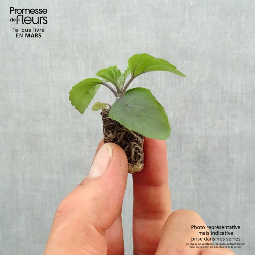 Example of Sauge Big Blue Mini-motte Ø 1,5/2,5 cm, Plant vert de 5 à 10 cm de haut as you get in printemps