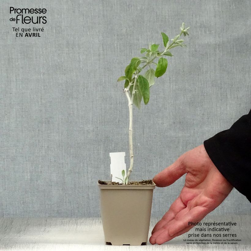 Example of Sauge Cassis - Salvia discolor  Godet de 7/8 cm as you get in printemps